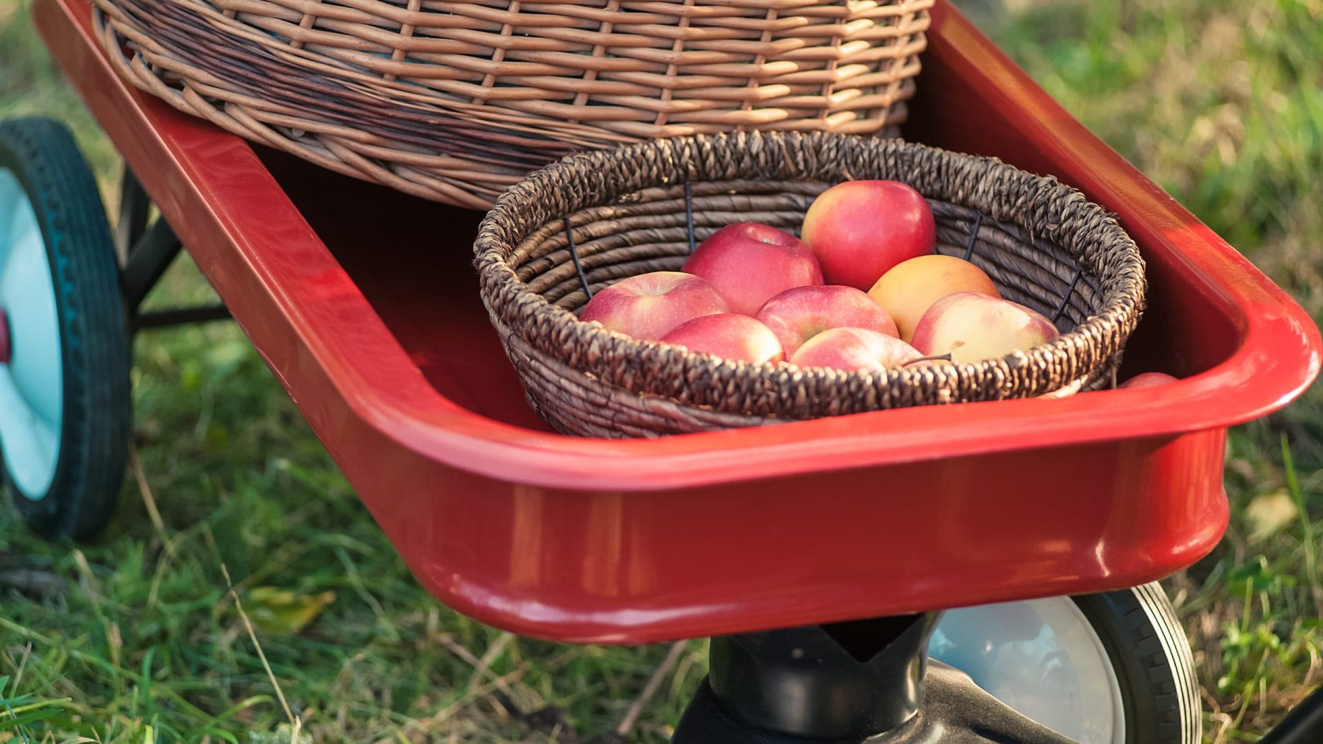 Apple harvest. Ripe red apples in the basket and in dark wooden crate in red wagon on the green grass. Copy space